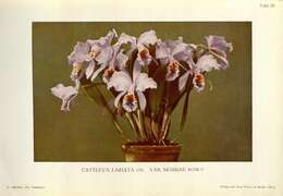 Imagem de Cattleya mossiae C. Parker ex Hook.