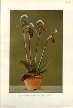 Image of Callus Paphiopedilum