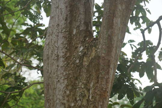 Image of Lagerstroemia floribunda Jack