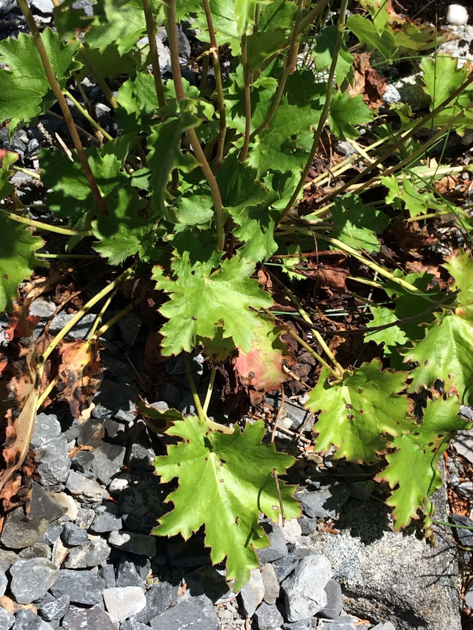 Image of white alumroot