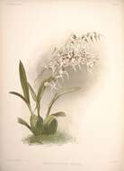 Image of Spotted Oncidium