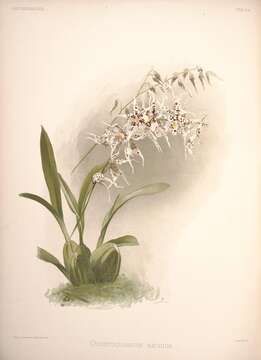 Image of Spotted Oncidium