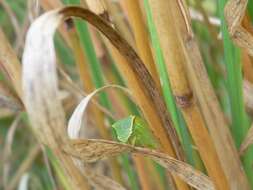 Image of Buffalo treehopper