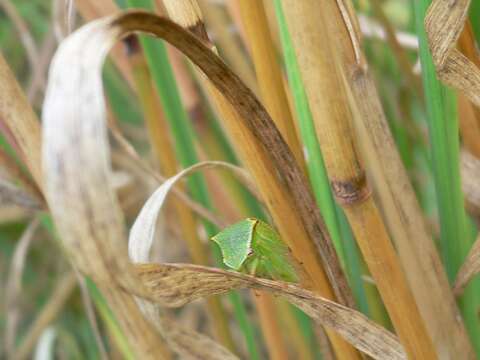 Image of Buffalo treehopper