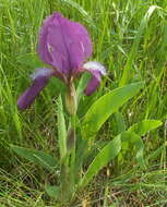 Image of stool iris