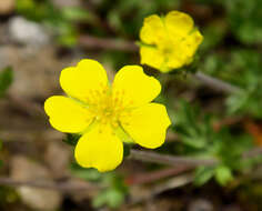 Sivun Potentilla millefolia var. klamathensis (Rydb.) Jeps. kuva