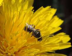 Plancia ëd Lasioglossum coactum (Cresson 1872)