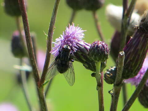 Billaea triangulifera (Zetterstedt 1844)的圖片