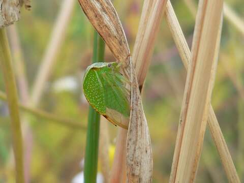 Image of Buffalo treehopper