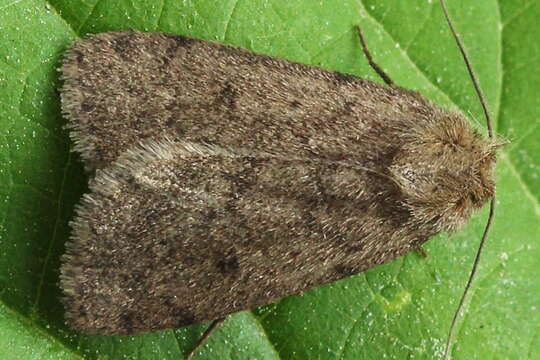 Image of Marsh moth