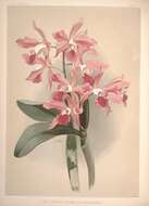 Image of Cattleya elegans C. Morren