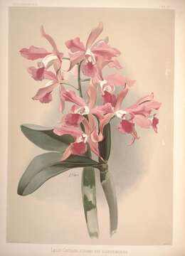 Image of Cattleya elegans C. Morren