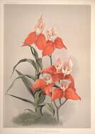 Image of Red Disa