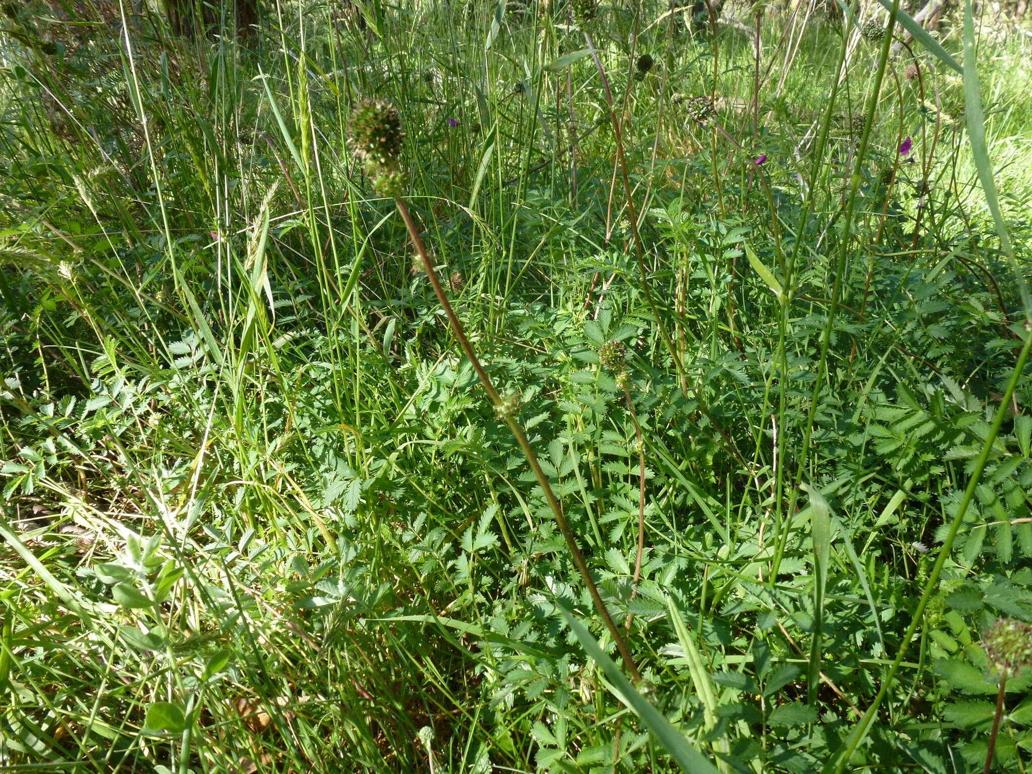 Image of Acaena echinata Nees