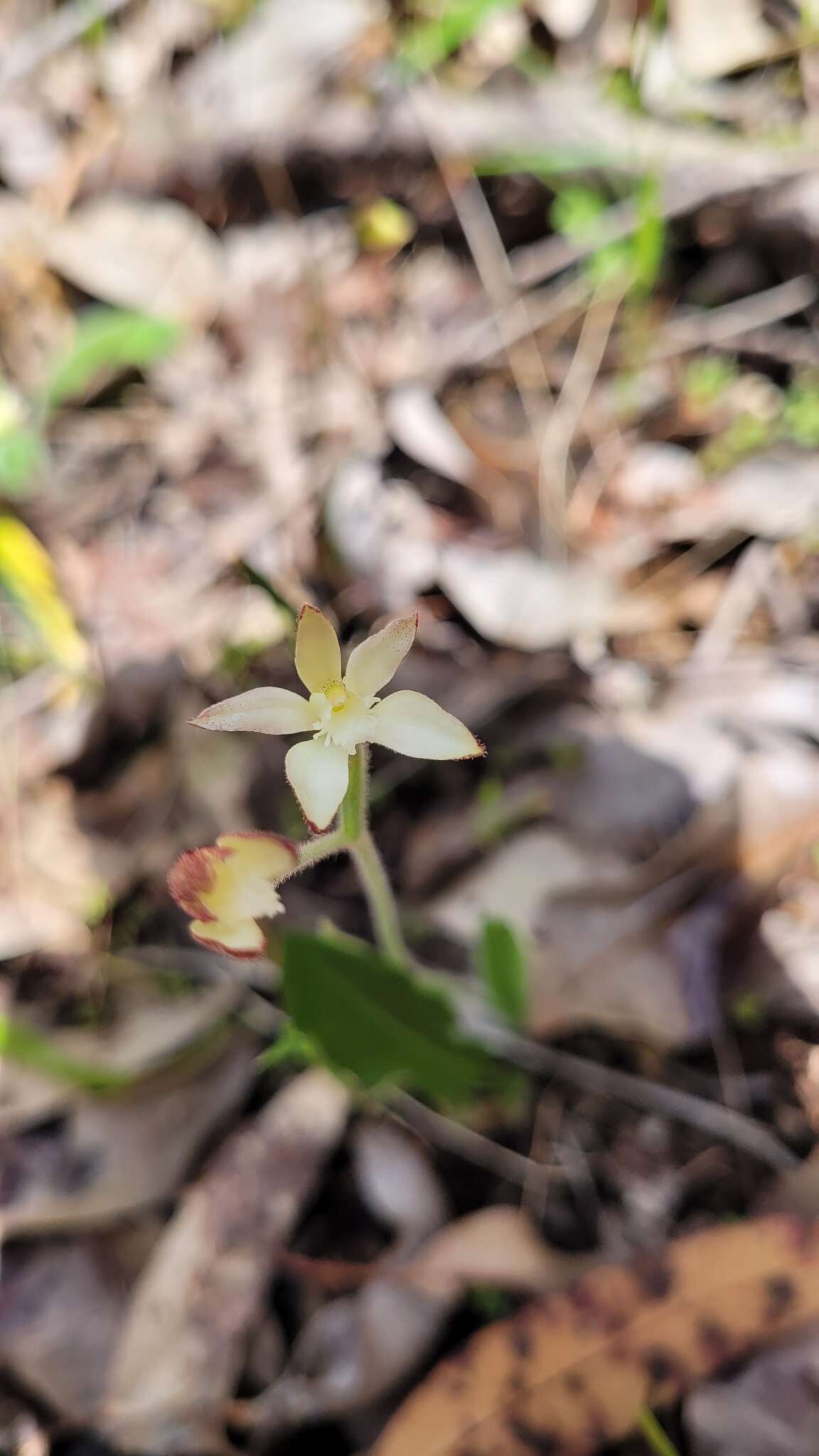 Image of Caladenia marginata Lindl.