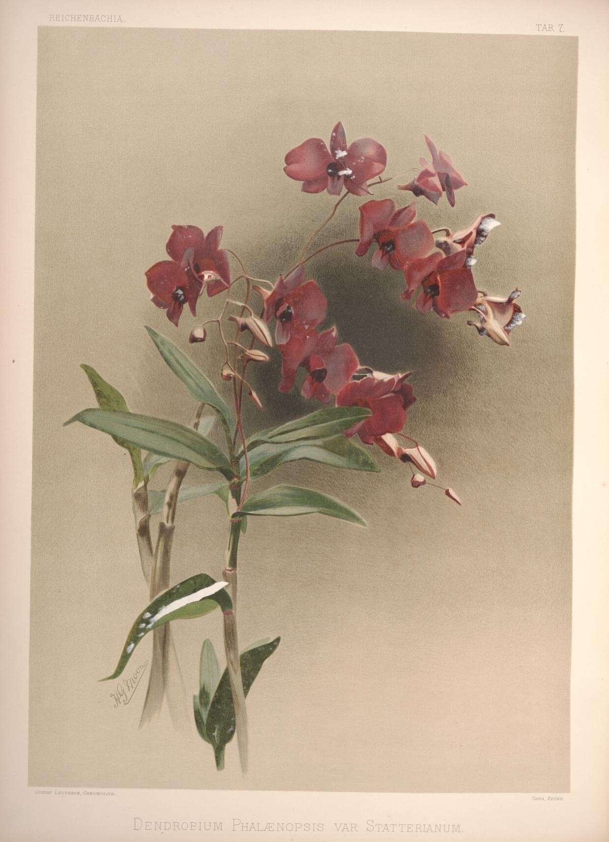 Dendrobium bigibbum Lindl. resmi