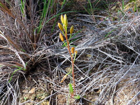 Plancia ëd Bulbine praemorsa (Jacq.) Spreng.