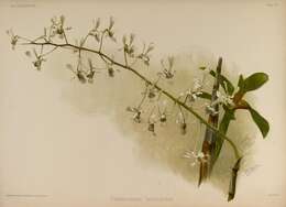 Imagem de Dendrobium lineale Rolfe