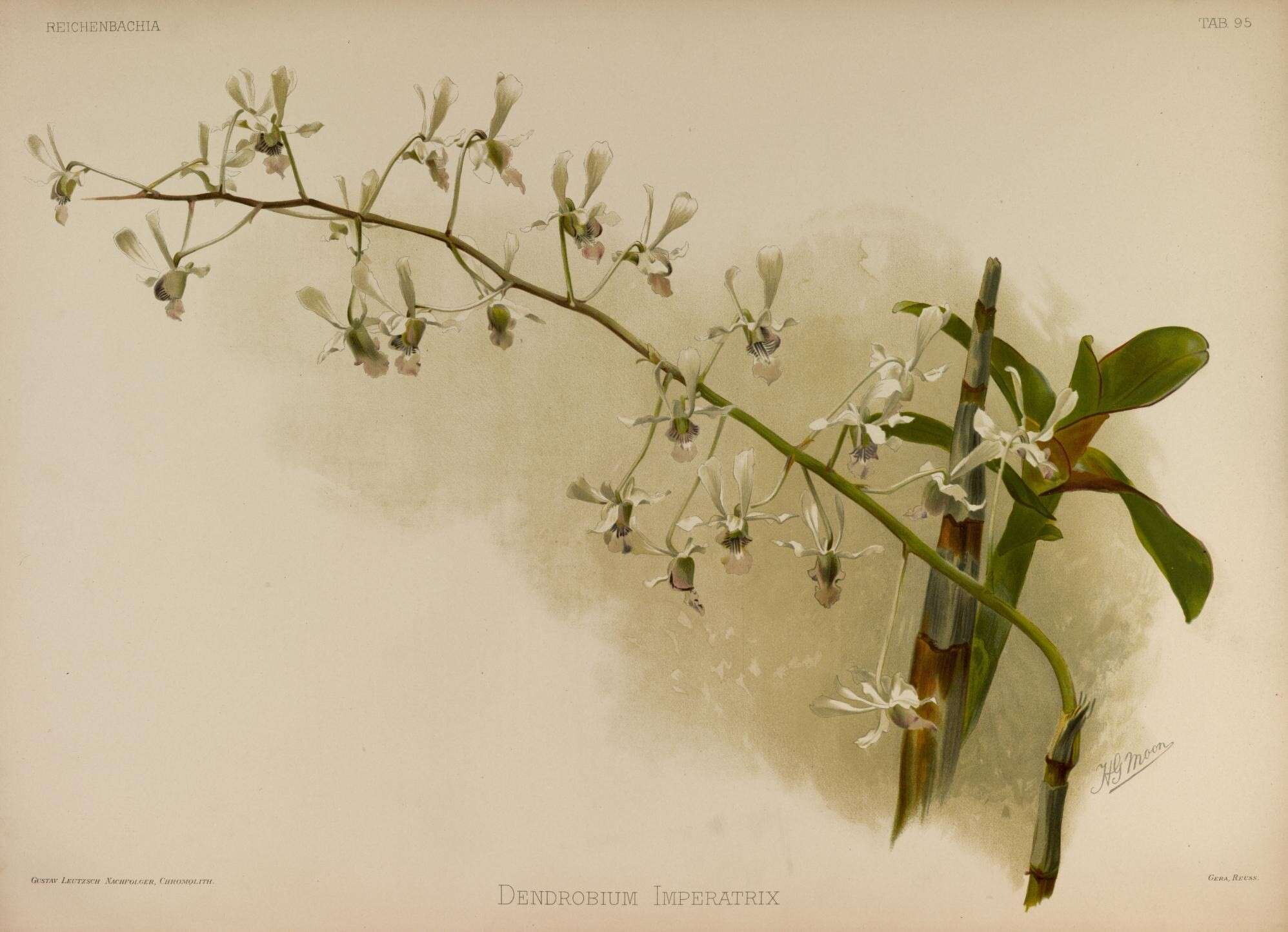 Imagem de Dendrobium lineale Rolfe