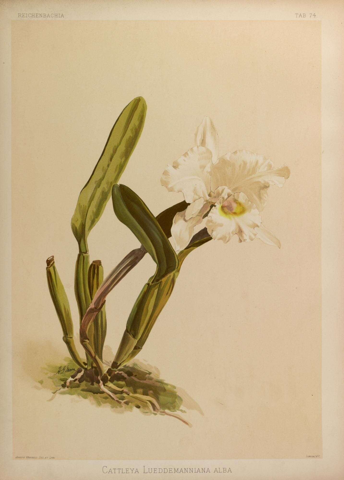 Plancia ëd Cattleya lueddemanniana Rchb. fil.