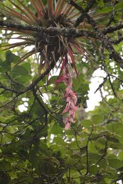 Image of Tillandsia eizii L. B. Sm.