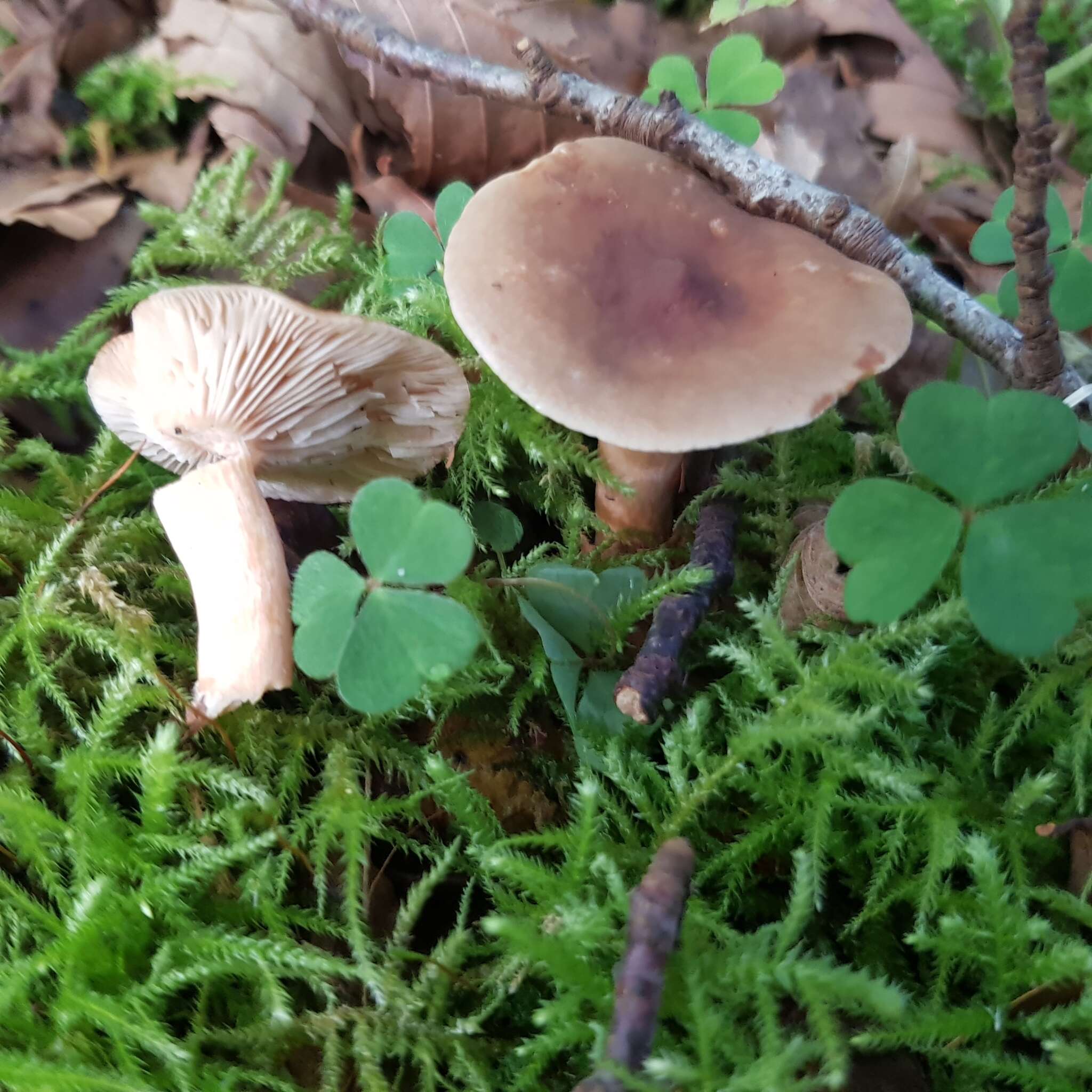 Image of Lactarius subdulcis (Pers.) Gray 1821