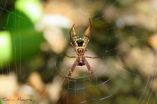 Image of Micrathena spinosa (Linnaeus 1758)