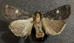 Abagrotis mirabilis Grote 1879的圖片