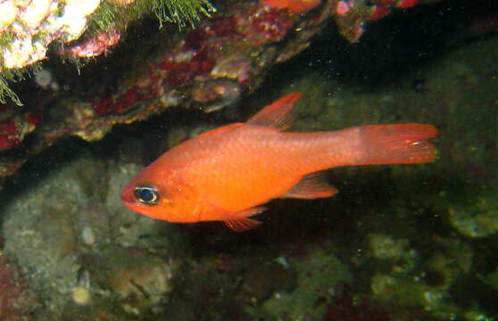 Image of Cardinal Fish