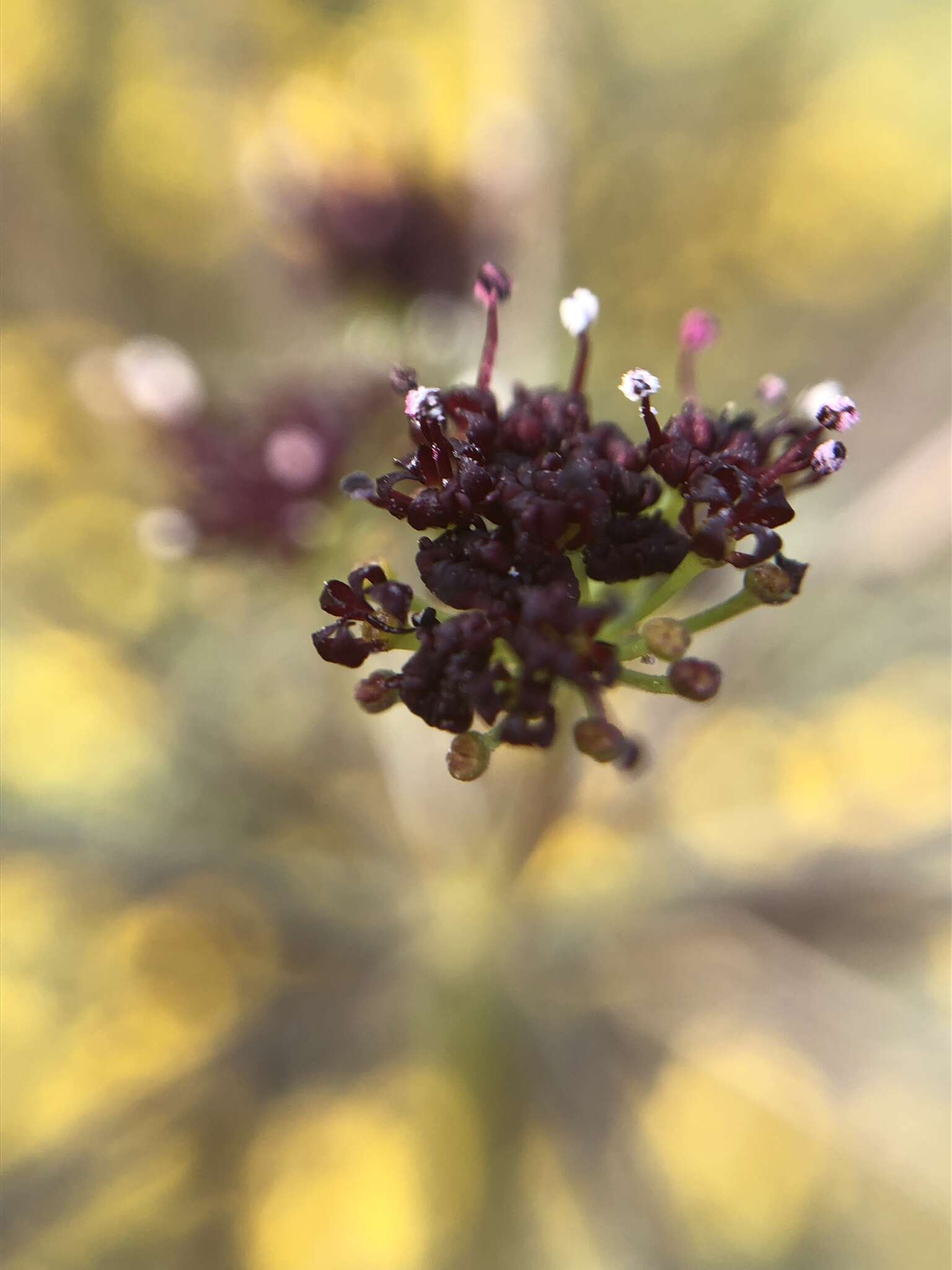 Image of butte desertparsley