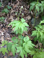 Image of tall thimbleweed