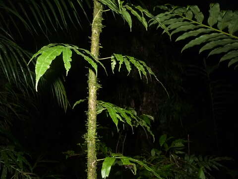 Imagem de Salpichlaena volubilis (Kaulf.) J. Sm.