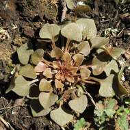 Слика од Claytonia rubra subsp. rubra