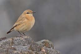 Imagem de Oenanthe isabellina (Temminck 1829)