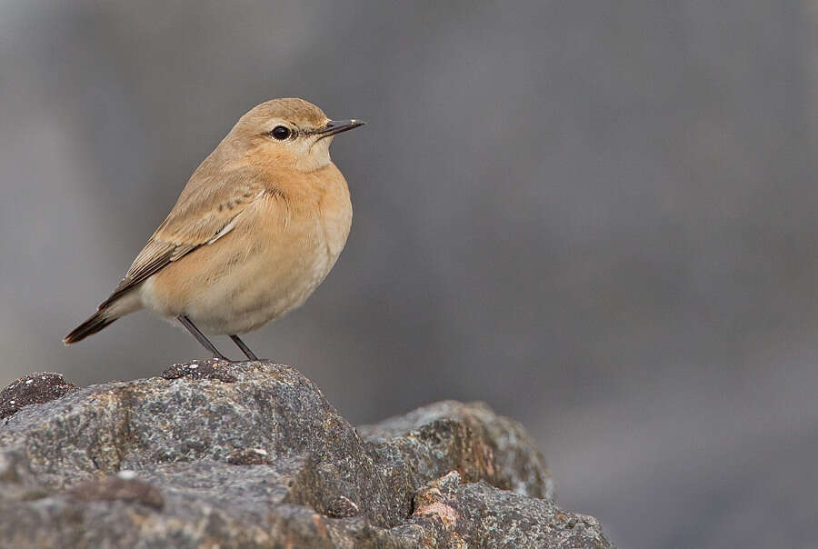 Image of Isabelline Wheatear