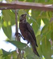 Image of Bronzed Cowbird