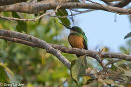 Image of Rufous-tailed Jacamar