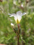 Plancia ëd Cerastium arvense subsp. suffruticosum (L.) Nym.