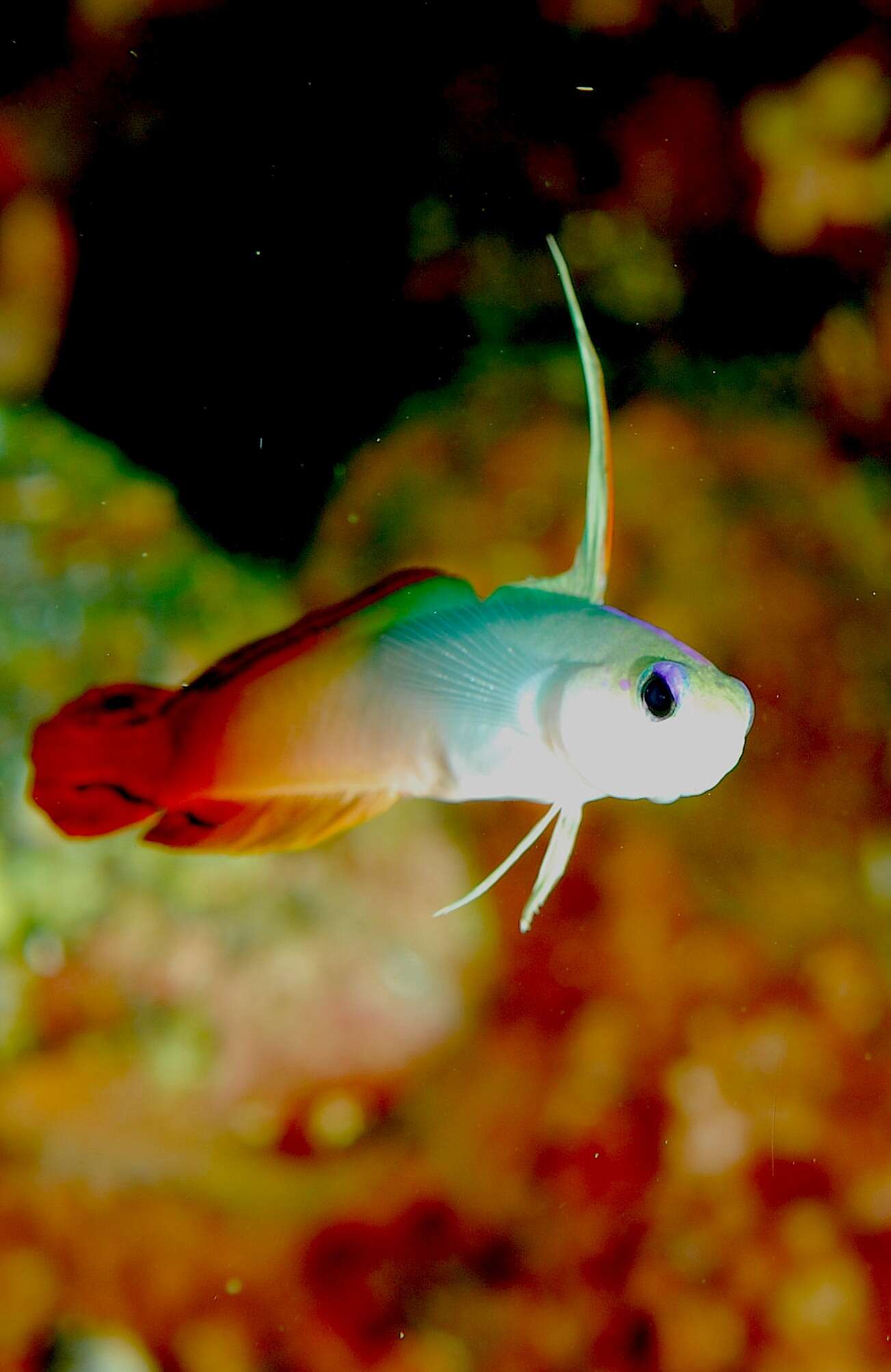 Image of Fire Dartfish