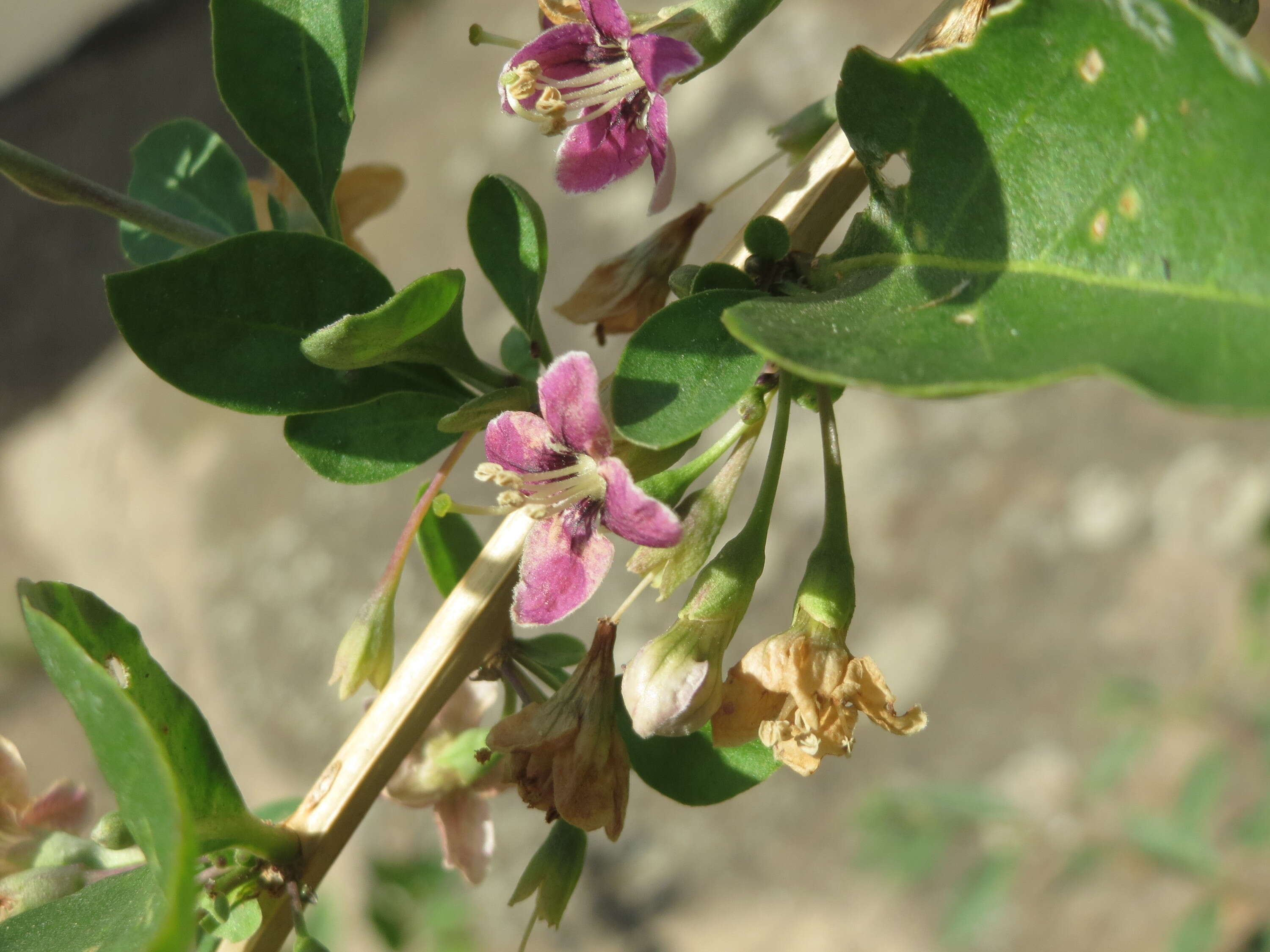 Image of matrimony vine