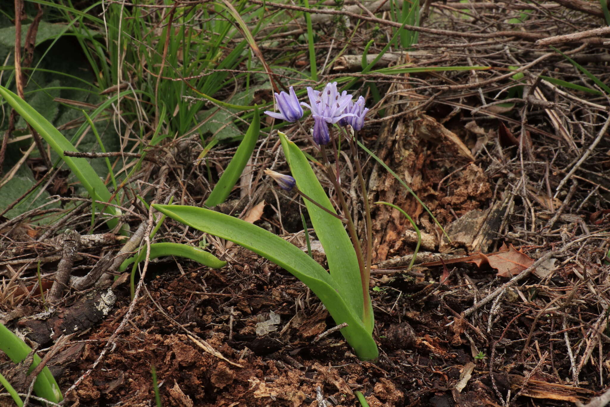 Image of Scilla monophyllos Link