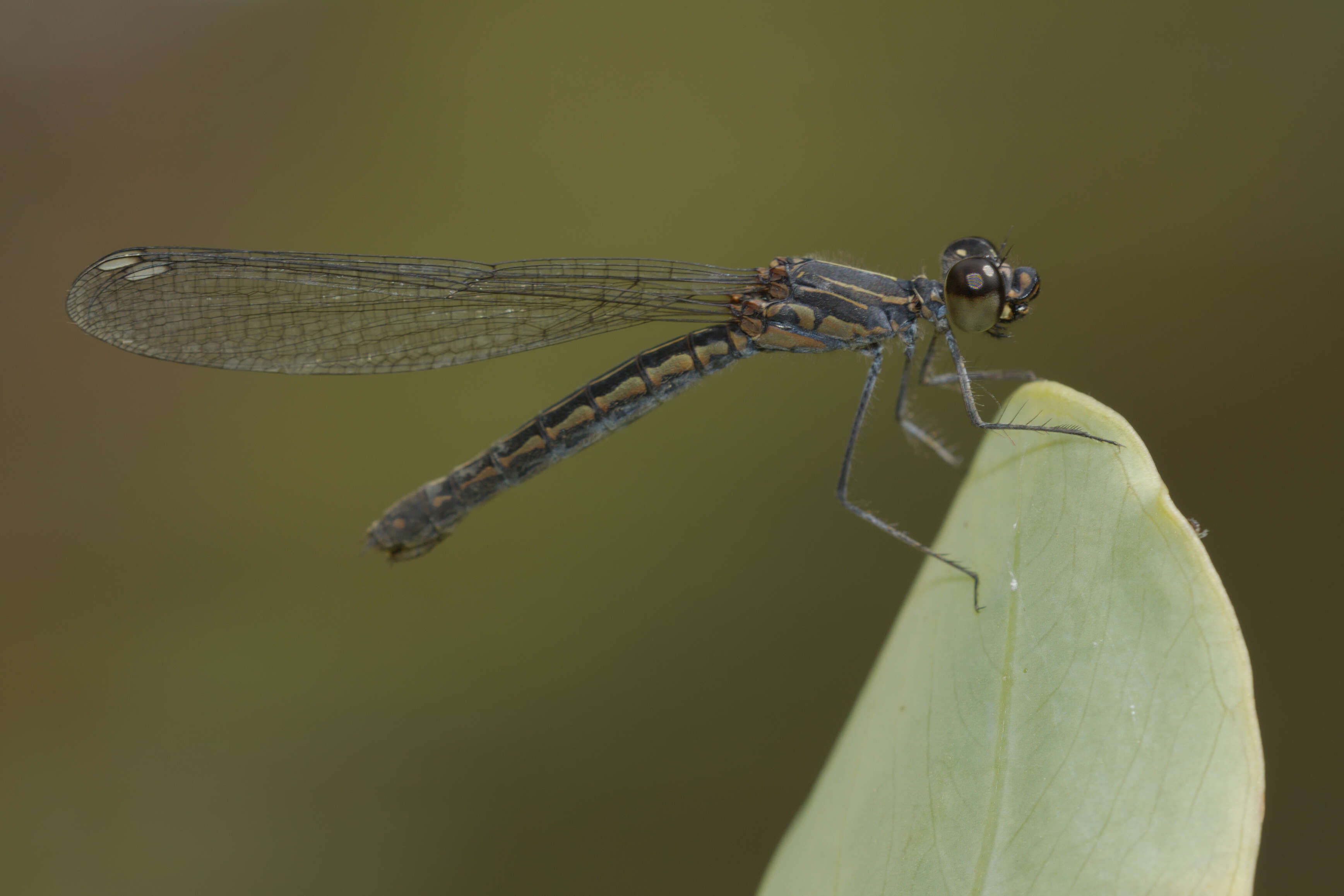 Image of Libellago indica (Fraser 1928)