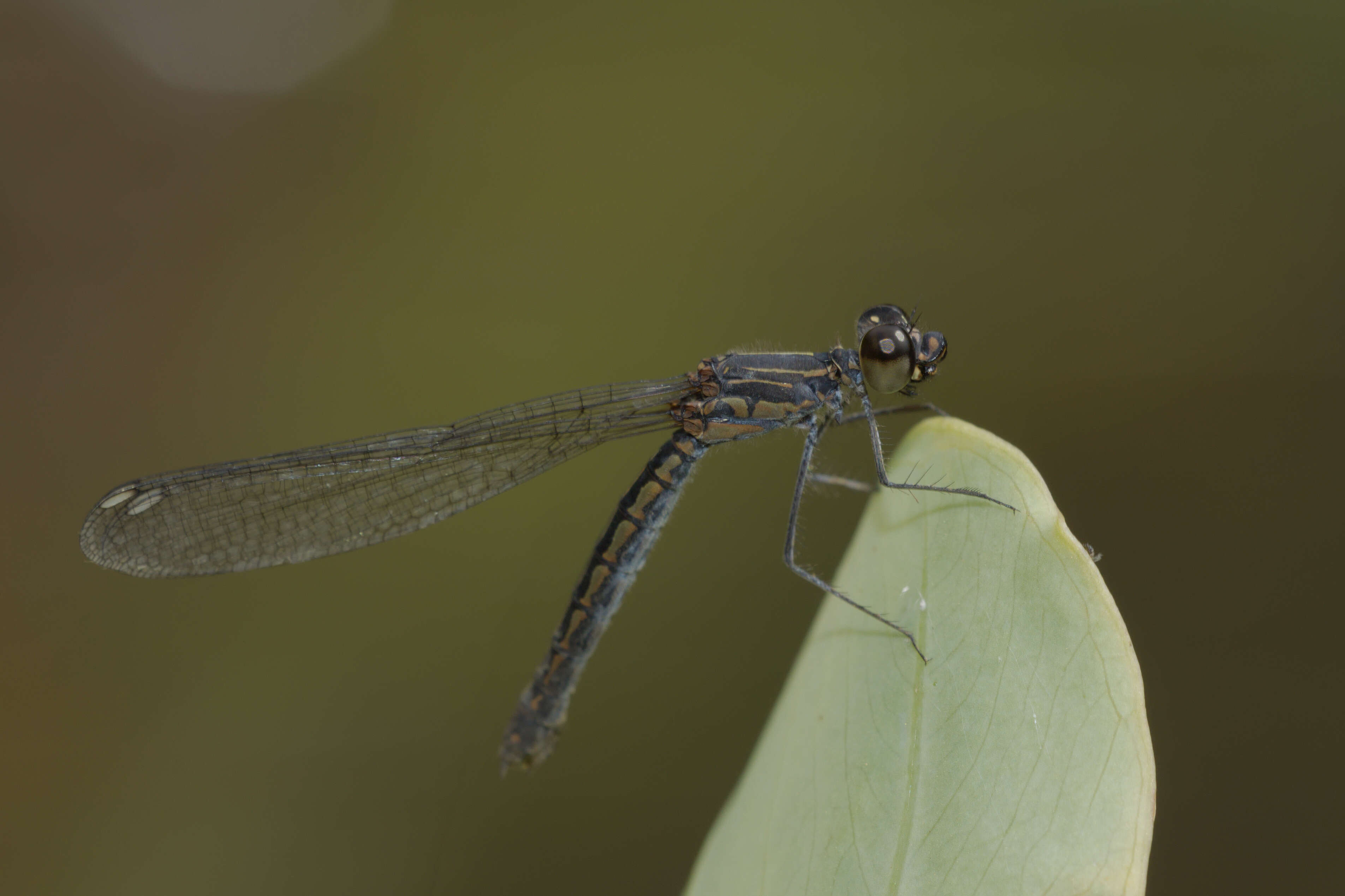 Image of Libellago indica (Fraser 1928)