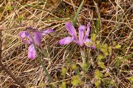 Image of Iris tigridia Bunge ex Ledeb.