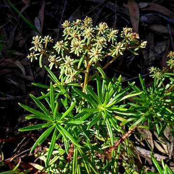 Image of Poranthera corymbosa Brongn.