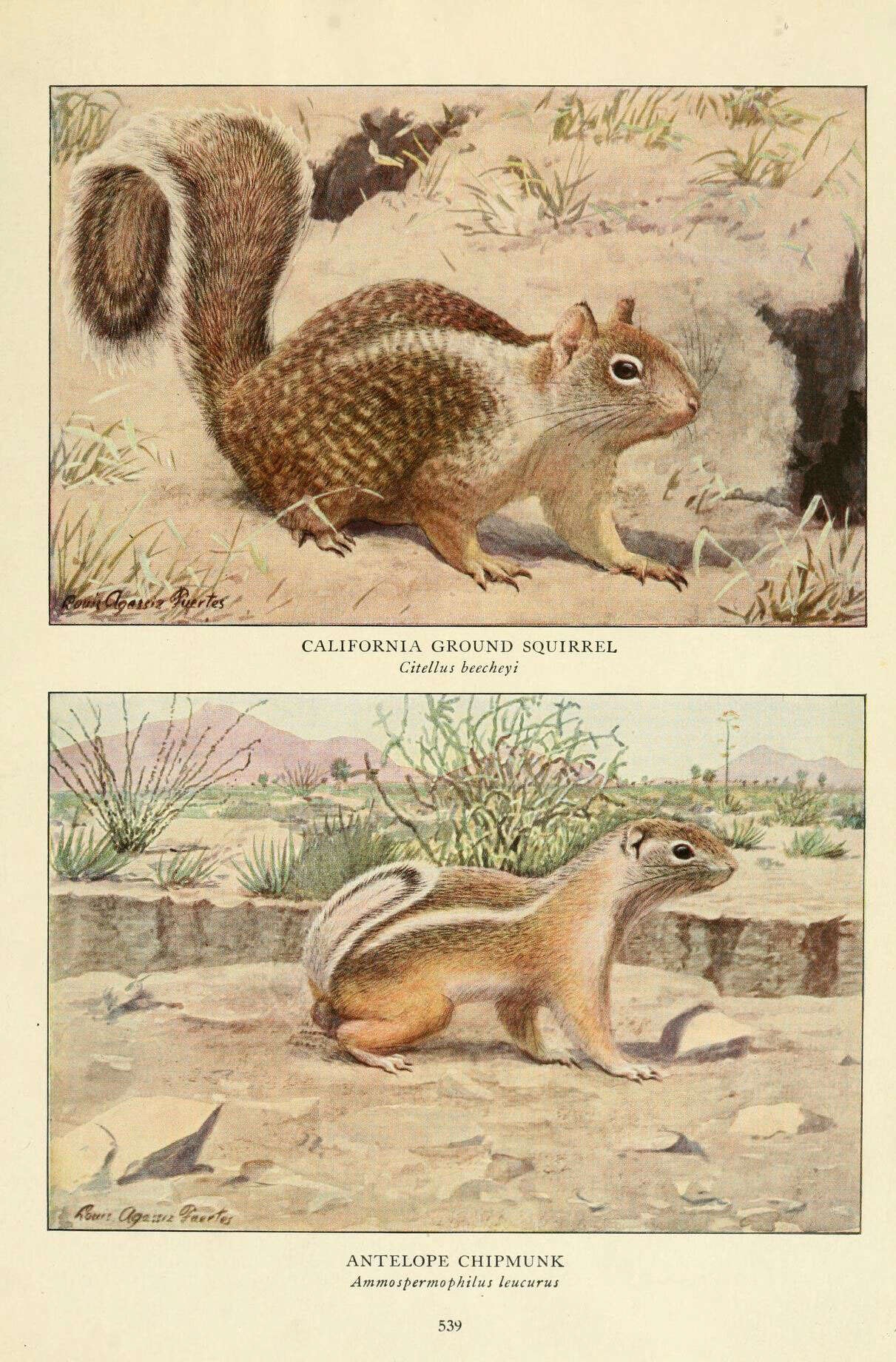 Image of white-tailed antelope squirrel