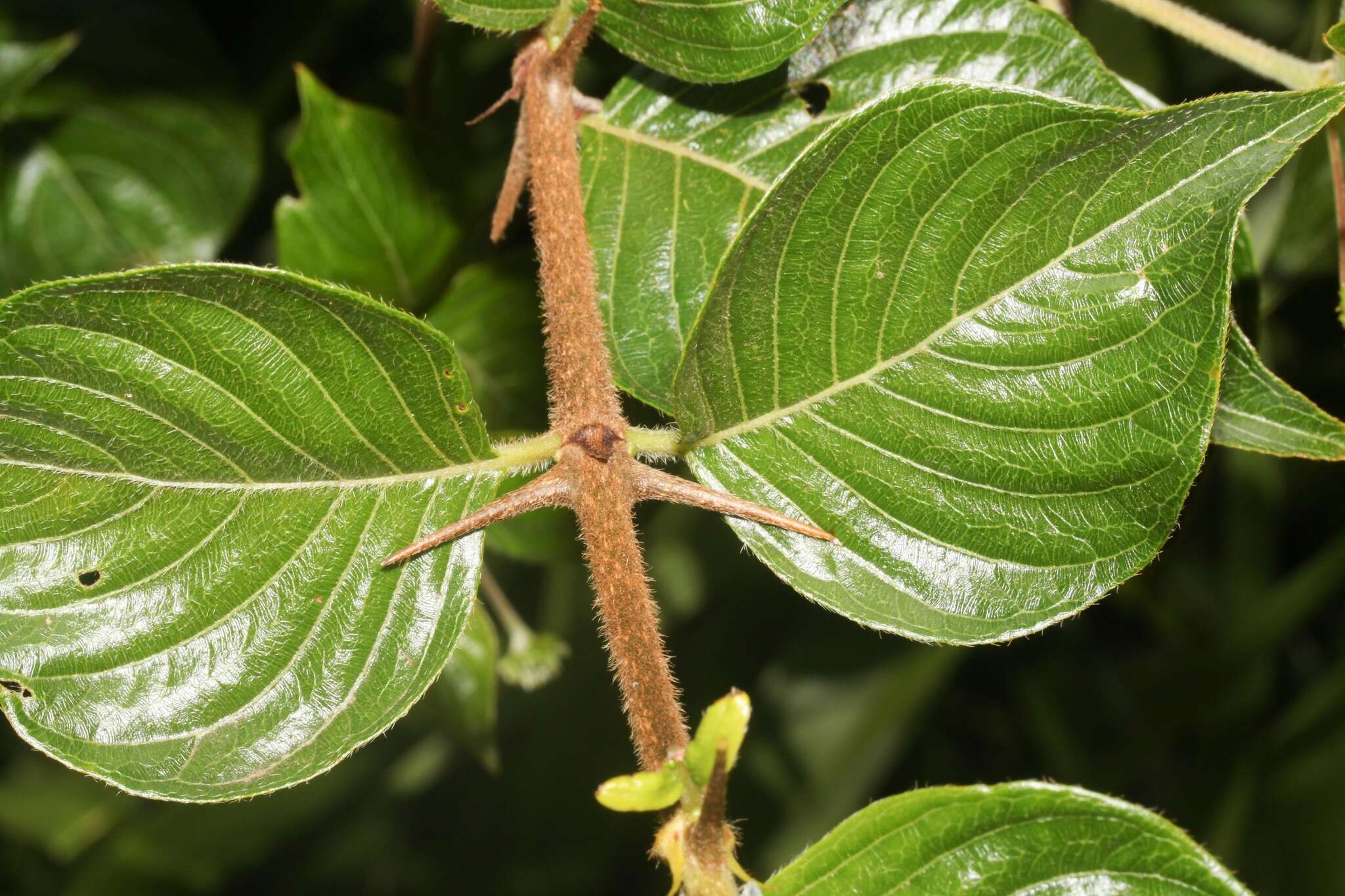 Image of Chomelia spinosa Jacq.