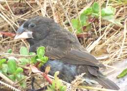 Image of Espanola Cactus Finch