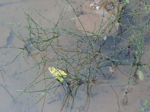 Image of Equisetum ramosissimum subsp. debile (Roxb. ex Vaucher) Hauke