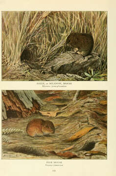 Image of Microtus subgen. Pitymys McMurtrie 1831